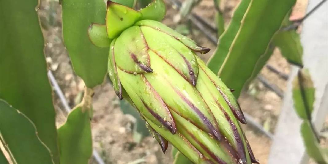 Nektar fazlalığı sorununu avantaja çevirdi! Hem meyvesini hem balını üretiyor: Bulduğu çözüme kendisi bile şaşırıyor 5